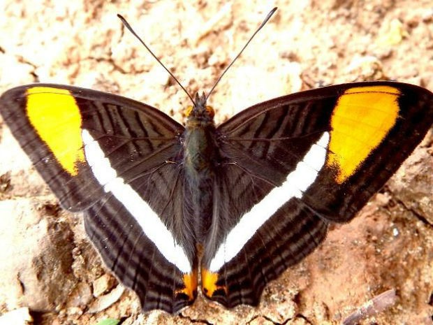 borboleta.jpg