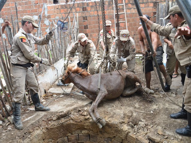 Cavalo é resgatado por Bombeiros após cair em buraco em João Pessoa (Foto: Walter Paparazzo/G1) Cavalo é resgatado por Bombeiros após cair em buraco em João Pessoa (Foto: Walter Paparazzo/G1)