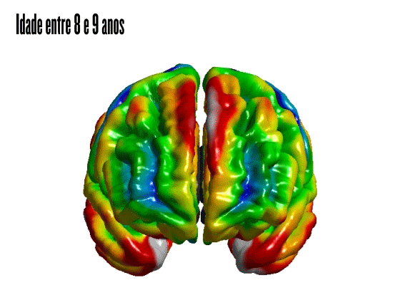 Parede cortical  (Foto: Andre Zugman/Unifesp)
