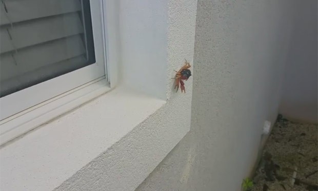 Caranguejo 'aranha' escalou parede de casa nas Ilhas Cayman (Foto: Reprodução/YouTube/D Khuat) Caranguejo 'aranha' escalou parede de casa nas Ilhas Cayman (Foto: Reprodução/YouTube/D Khuat)