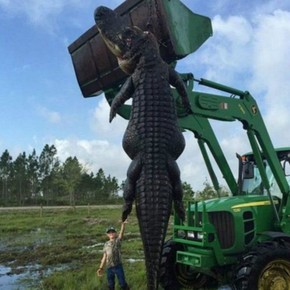 Cacador Se Surpreende Com Jacare Gigante Que Atacava Gado Natureza G1 Temos uma grande impressão de que as imagens foram editadas. g1 globo