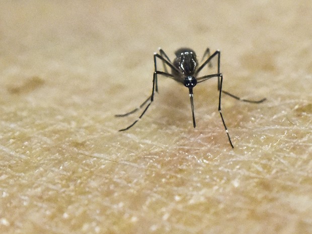   Aedes aegypti, mosquito transmissor de zika, dengue, chikungunya e febre amarela, é visto sobre pele  humana em laboratório  (Foto: Luis Robayo/AFP)