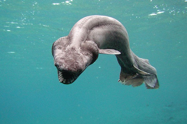 Raro tubarão-cobra foi filmado no Japão em 2007 (Foto: Reuters)