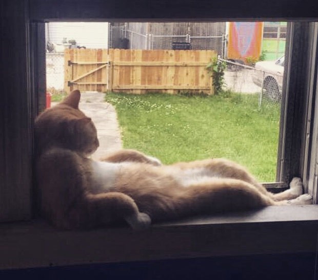Gato virou hit ao ser flagrado deitado 'largadão' em janela (Foto: Reprodução/Reddit/DopeSpanky)