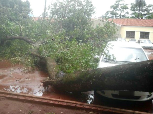 Árvora caiu em cima de carro que estava em estacionamento particular de Campo Grande (Foto: Fabiano Arruda / G1 MS)