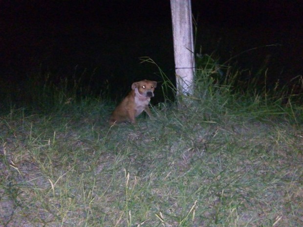 Pit Bull foi contido e amarrado por populares depois de ataque que matou criança de dois anos (Foto: Alexsandro Ferreira / Radar830)