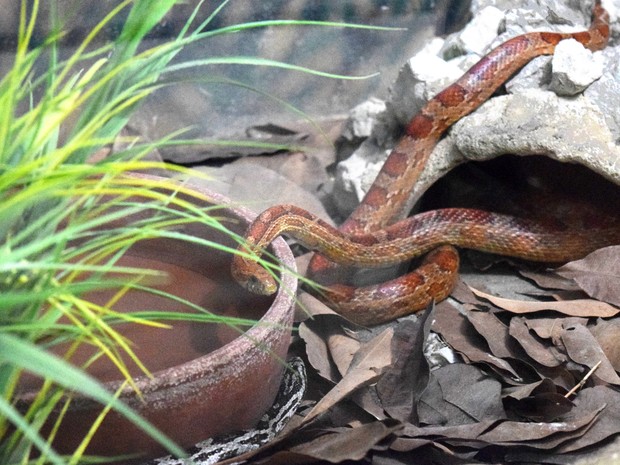 Cobra foi resgatada em Santa Rita, na Paraíba, e leva para exibição na Bica, em João Pessoa (Foto: Patrícia Cantisani/Divulgação)