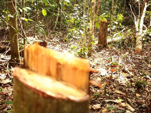 Suspeita é que madeira seja utilizada para a fabircação de móveis.  (Foto: Jonathan Lins/G1)