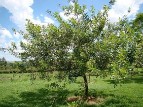 Aroeira Vermelha Flora G1