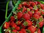 Festa do Morango no DF celebra 7ª maior produção da fruta no país