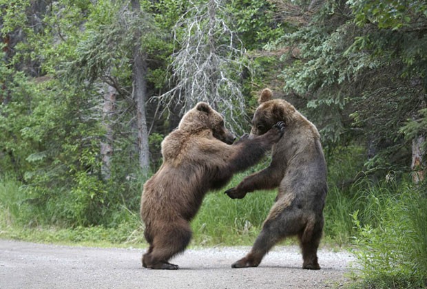  O fotógrafo japonês Shogo Asao foi ao Parque Nacional Katmai, no Alasca (EUA), na esperança de capturar a interação de duas das principais atrações no local: os ursos e os salmões. Acabou fotografando uma briga entre ursos.  (Foto: Shogo Asao/NHPA/Photoshot)