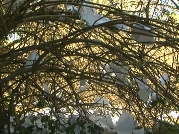 Foram encontrados documentos sobre árvores (Foto: Imagens / TV Bahia)