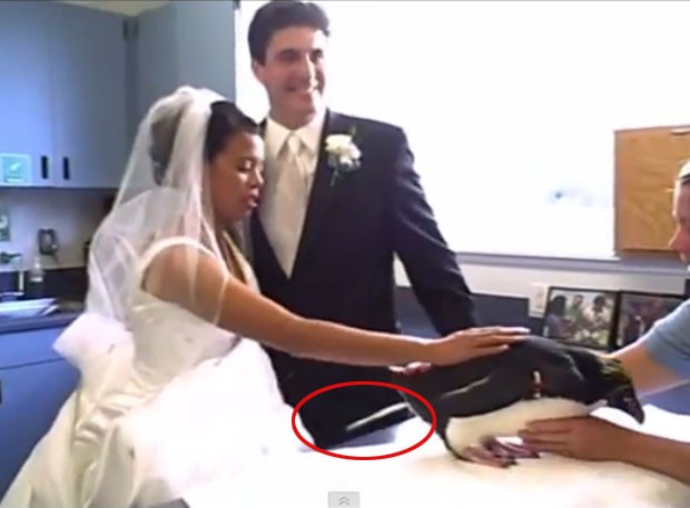 Mulher levou susto depois que um pinguim urinou em seu vestido de noiva  (Foto: Reprodução/YouTube/Petsami)
