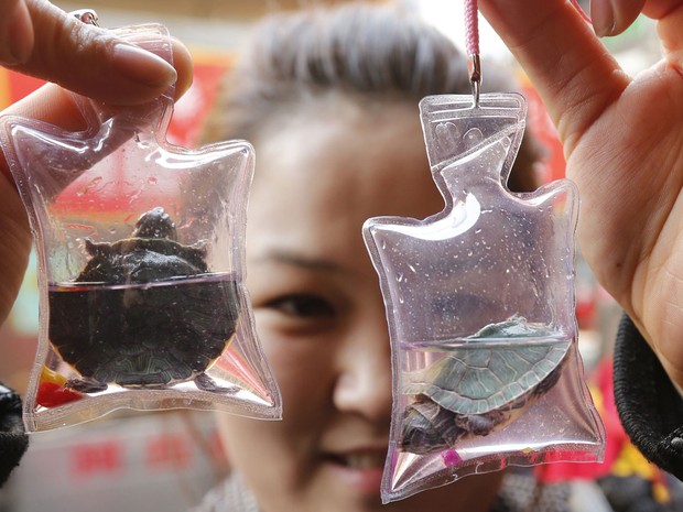 Mulher exibe pequenas tartarugas dentro de sacos plásticos, à venda em uma loja de Pequim, na China. Cada saco contém oxigênio e líquido nutritivo capaz de manter o animal vivo por dois meses. As peças servem de 'amuleto' e saem por cerca de R$ 3,20 cada. (Foto: Kim Kyung-Hoon/Reuters)