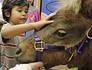Minicavalos dão conforto a pacientes (M. Spencer Green / AP Photo)
