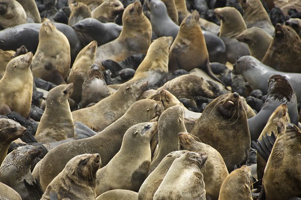 Entre novembro e dezembro, as colônias de lobos-marinhos na Namíbia congregam dezenas de milhares de animais.  (Foto: © Haroldo Castro/ÉPOCA)