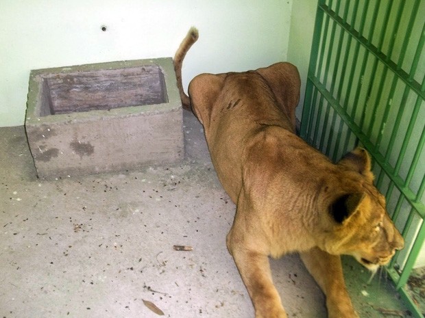 No novo habitat, leoa Xetara não se sentiu confortável na natureza (Foto: Zoológico de Varginha)