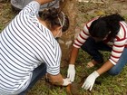 IEC vai examinar macaco encontrado morto nesta quinta em Barcarena