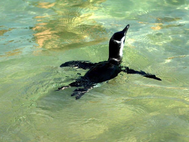 Pinguim nada tranquilo pelas águas da Praia do Arpoador na manhã desta quinta-feira (5). (Foto: Cristiana de Mello e Silva Richter/VC no G1)