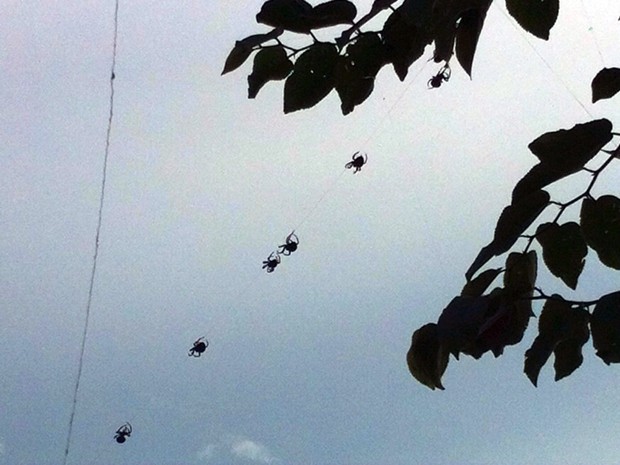 No Paraguai, aranhas vistas em Pouso Alegre, MG, so conhecidas como 'andutis', aranhas de teia em guarani (Foto: Jonh Anderson Sales)