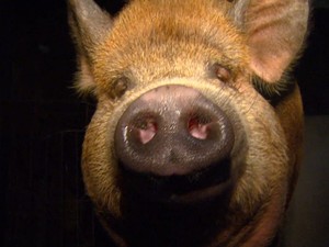 Futuro de Baby ainda é incerto após dona anunciar venda do animal (Foto: Reprodução/ EPTV)