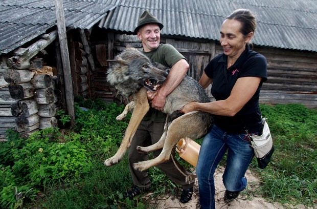 Oleg, um guarda florestal, levou alguns filhotes para sua casa em 2009 (Foto: Sergei Gapon/AFP)