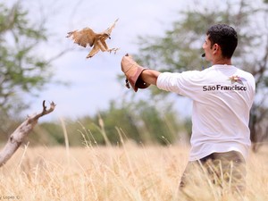 Aves de rapina do Centro são geralmente vítimas da ação humana (Foto: Wesley Lopes/Cemafauna)