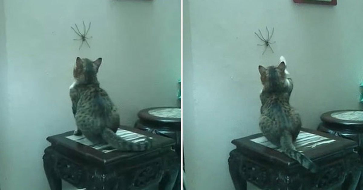 G V Deo De Gato Tentando Pegar Aranha Enorme Faz Sucesso Na Web