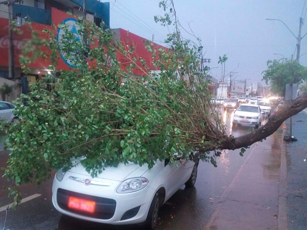 Árvore caiu em cima de um carro em Barreiras, após a chuva e ventos fortes que atingiram a cidade (Foto: Blog do Sigi Vilares)