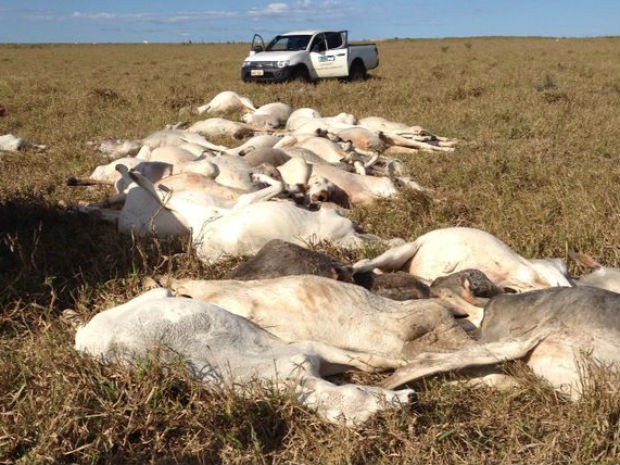 Nas três propriedades visitadas, Iagro contabilizou mais de 400 animais mortos (Foto: Vanusa Gimenez/Divulgação Iagro)