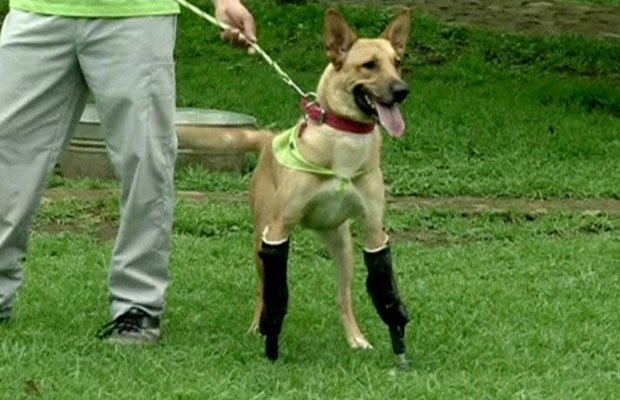 Cão que teve membros cortados vola a andar com próteses (Foto: BBC)