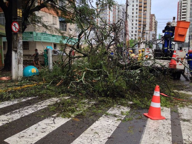 Árvore caiu na Rua Bruno Veloso, em Boa Viagem (Foto: Kety Marinho / TV Globo)