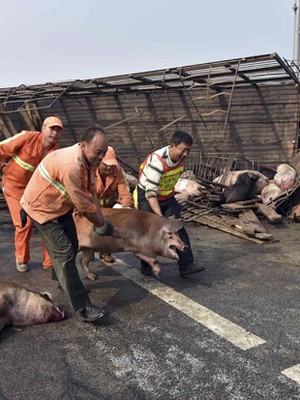 Caminhão carregado com 170 porcos sofre acidente na China (Reuters)