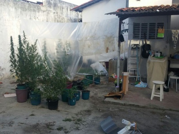 Planta&ccedil;&atilde;o foi encontrada ap&oacute;s investiga&ccedil;&atilde;o do Denarc (Foto: Denarc / SSP)