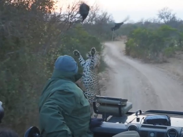Grupo flagrou leopardo tentando capturar galinha-d&#39;angola  (Foto: Reprodução/YouTube/Kruger Sightings)