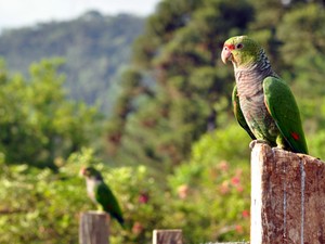 Aves soltas visitam moradores da região (Fot Vanessa Kanaan/Espaço Silvestre)
