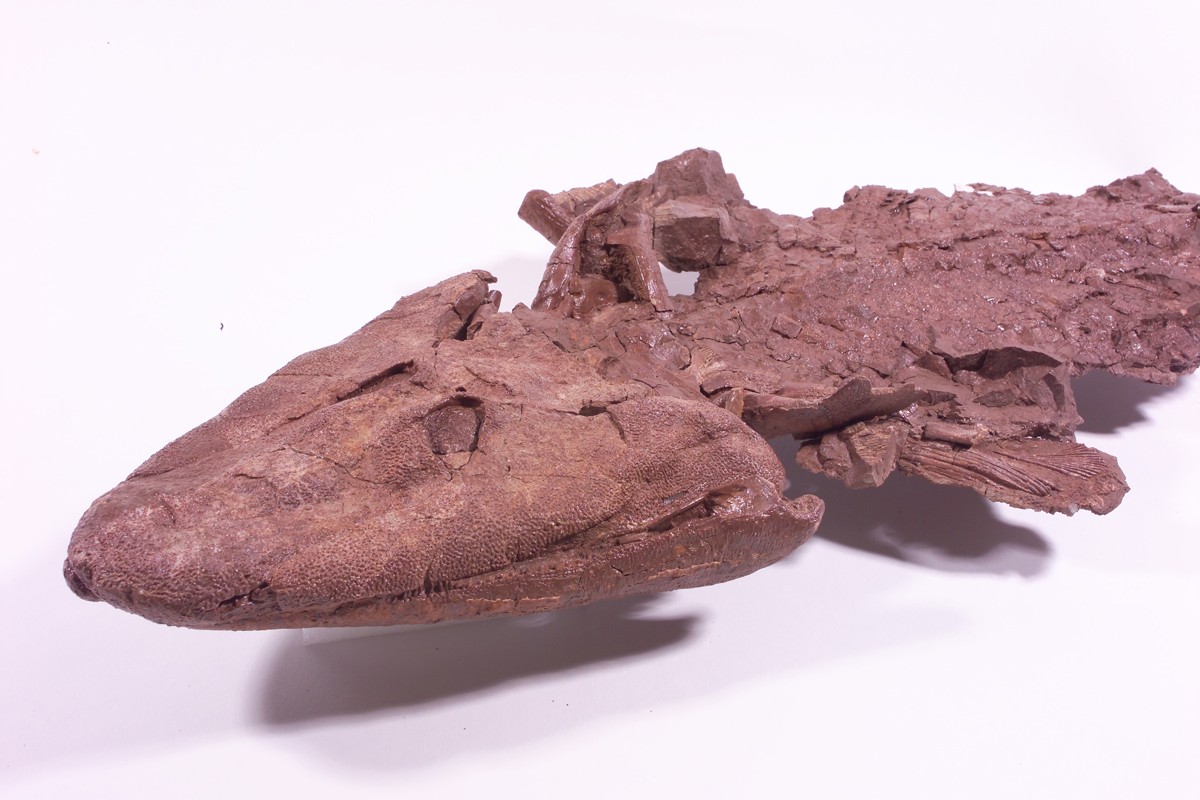 O Tiktaalik, fóssil com nadadeiras que também são pernas  rudimentares (Foto: Ted Daeschler/Divulgação)