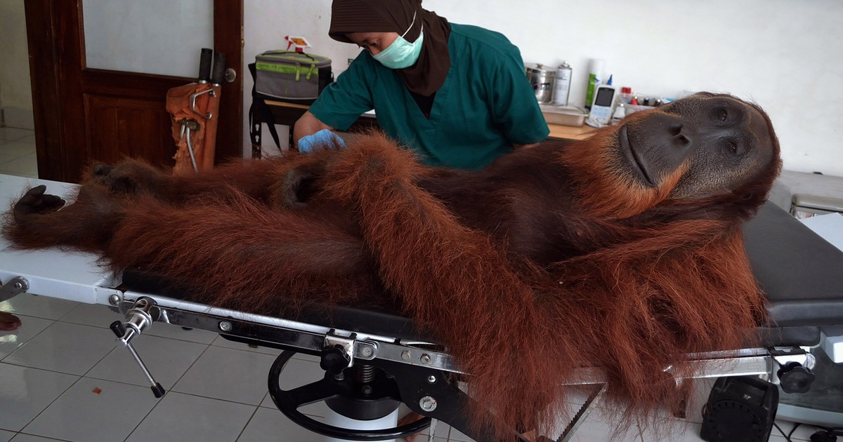 G1 Orangotango Recebe Tratamento Vip Ao Ser Examinado Na Indonésia