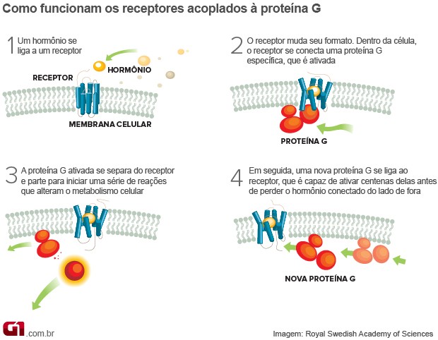 info Receptor proteína G (Foto: Editoria de Arte/G1)
