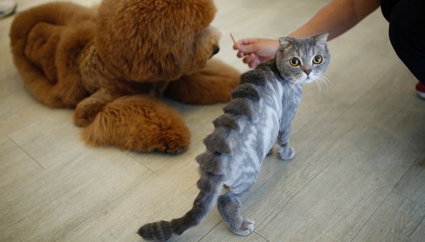 Taiwanês Lee Mei-chen faz sucesso no país asiático ao criar 'penteados' curiosos em animais de estimação (Foto: Tyrone Siu/Reuters)