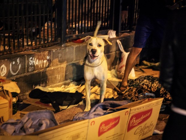 Muitos dos cachorros de moradores de rua apresentam aparência bastante saudável (Foto: Fábio Tito/G1)