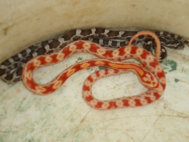 Serpentes estavam dentro de uma meia em uma caixa (Foto: Assessoria/ Batalhão Ambiental de Várzea Grande-MT)