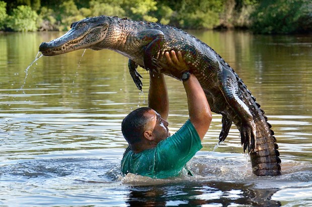 Guia turístico Lance Lacrosse, de 29 anos, tem feito sucesso ao entrar em rios infestados de aligátores (Foto: Caters News Agency/The Grosby Group)