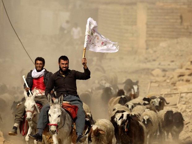 Homens que abandonaram a vila de Bazwaia chegam a um ponto de controle especial tocando um rebanho de cabras, um deles erguendo uma bandeira branca, a leste de Mosul, no Iraque (Foto: Zohra Bensemra/Reuters) Homens que abandonaram a vila de Bazwaia chegam a um ponto de controle especial tocando um rebanho de cabras, um deles erguendo uma bandeira branca, a leste de Mosul, no Iraque (Foto: Zohra Bensemra/Reuters)