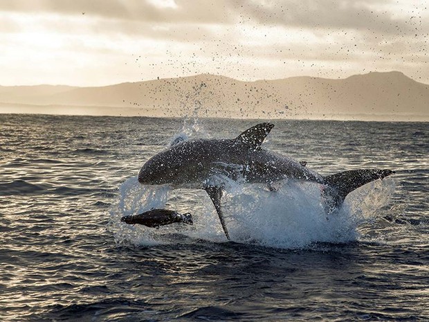 Tubarão-branco é flagrado em ação predatória na África do Sul pelo fotógrafo brasileiro Daniel Botelho (Foto: Daniel Botelho)