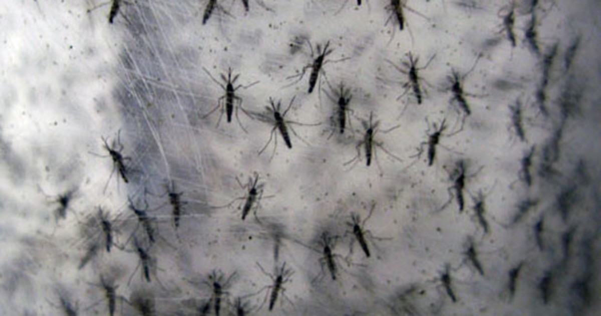 Peruíbe realiza campanha de combate à dengue nesta sexta-feira - Globo.com
