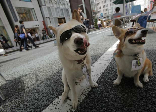Cães de óculos escuro 'posam' em rua de Ginza, distrito comercial de Tóquio, em 10 de junho de 2012 (Foto: Itsuo Inouye/AP) Cães de óculos escuro 'posam' em rua de Ginza, distrito comercial de Tóquio, em 10 de junho de 2012 (Foto: Itsuo Inouye/AP)