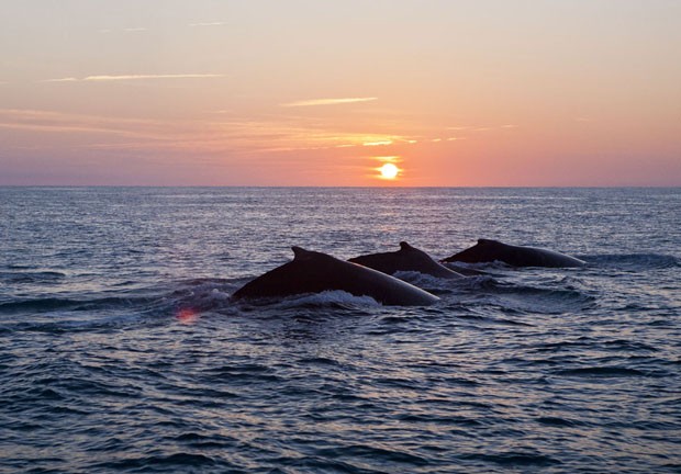 Baleias jubarte (Foto: Enrico Marcovaldi/Instituto Baleia Jubarte)