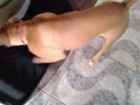 Mulher grava vídeo de agressão a  cadela e Polícia Civil vai apurar o caso