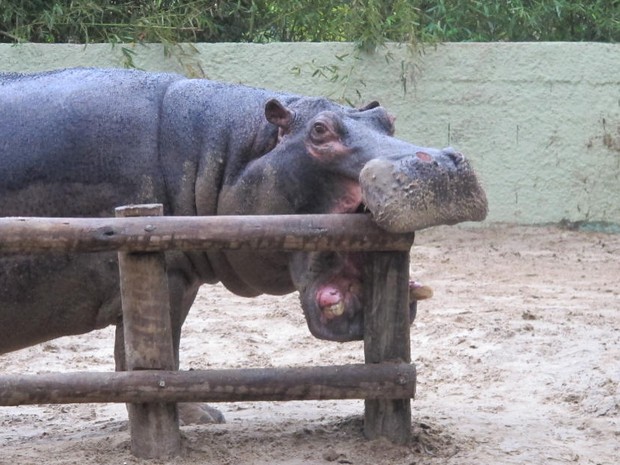Hipopótamo do local foi apelidado de Popô pelos funcionários do Horto de São Vicente (Foto: Anna Gabriela Ribeiro/G1)